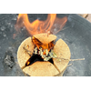 Leerlingen verbranden oude palmtakjes bij start veertigdagentijd